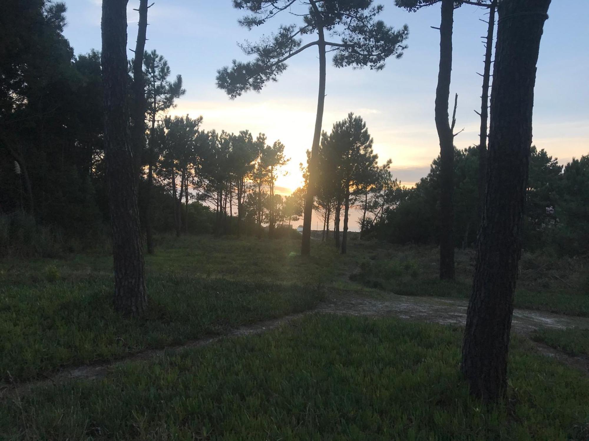 Arvore Cozy Com Jardim Buitenkant foto